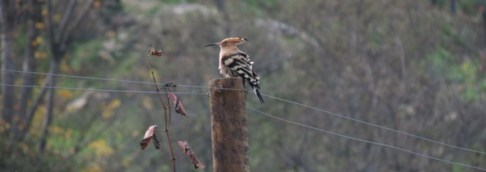 Birdwatching at Quinta do Tedo, Douro Valley