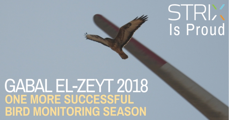 One more successful bird monitoring season in Egypt