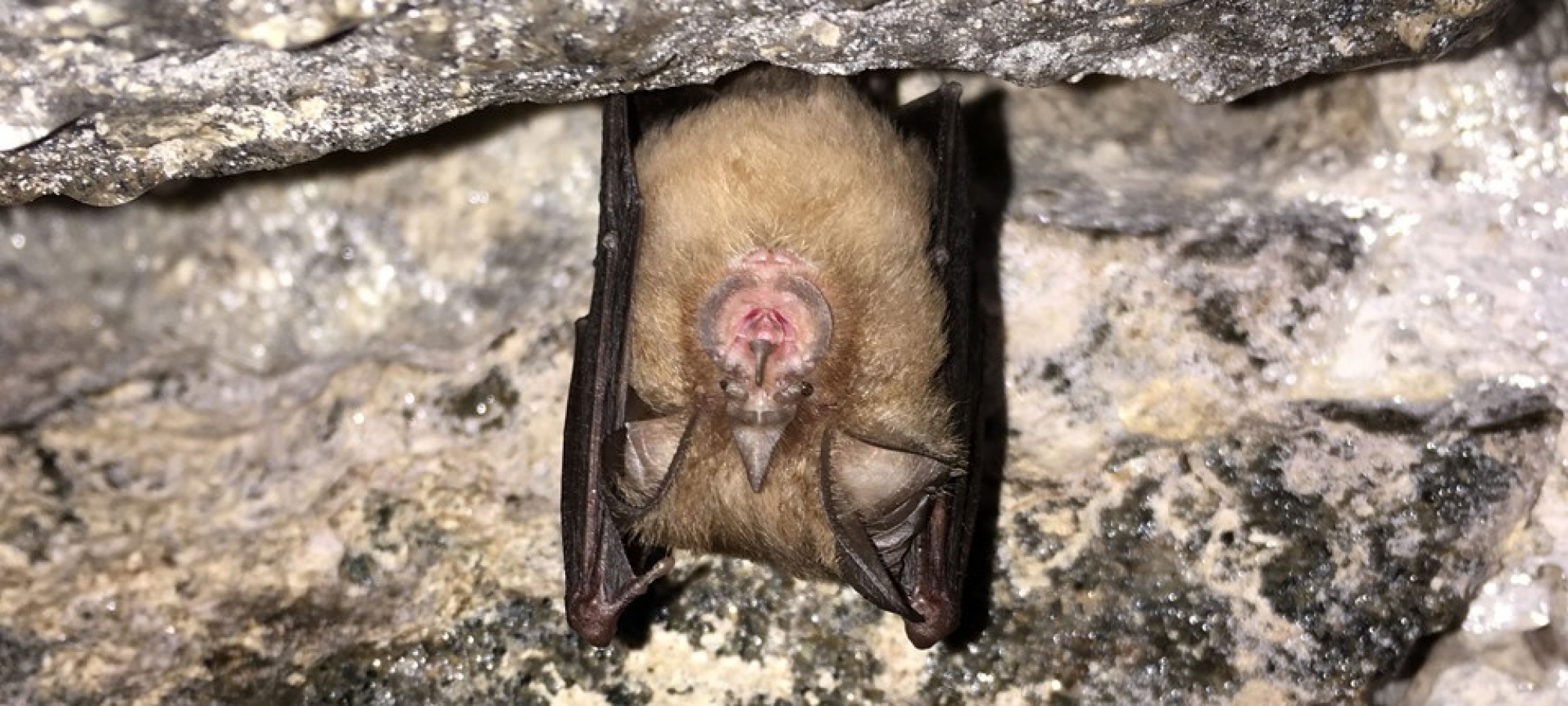 Bat Survey at a UNESCO world heritage site