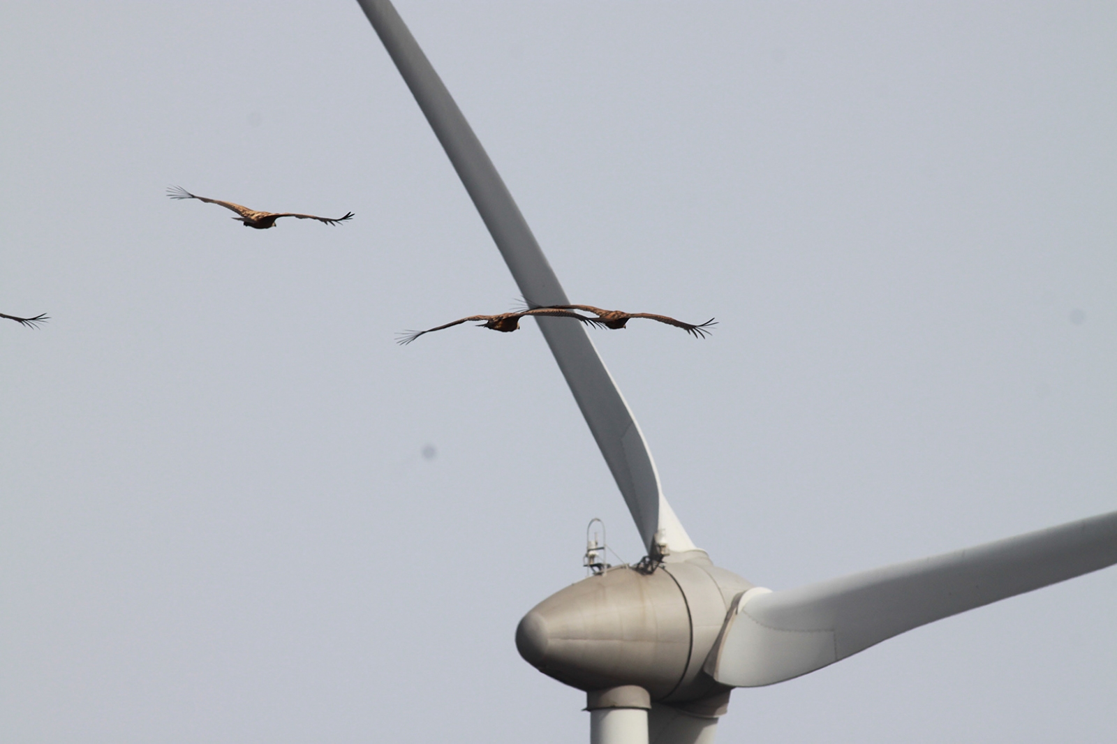Corte dos Álamos and Guerreiros Wind Farm Soaring Bird Migration Monitoring