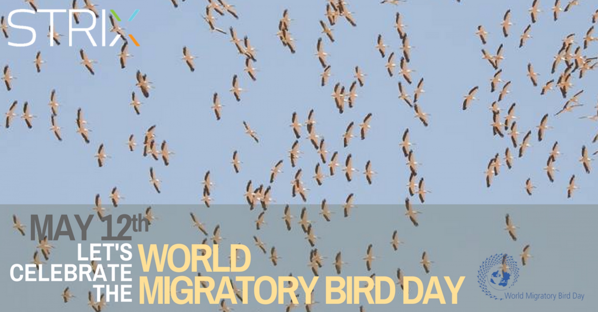 Let&#039;s Celebrate the World Migratory Bird Day